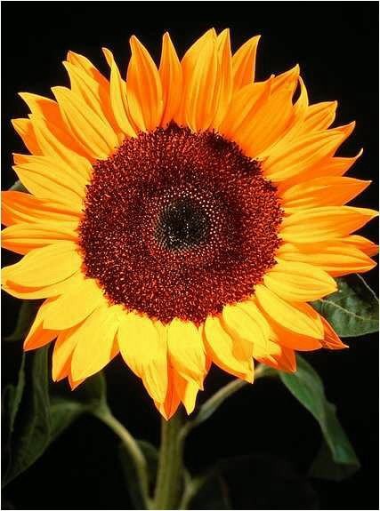 Essay about the sunflower on simon wiesenthals dillema